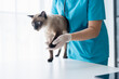 © Charlie's - Vet surgeon. Siamese Cat on examination table of veterinarian clinic. Veterinary care. Vet doctor and Siamese cat