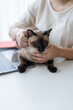 © Charlie's - Vet surgeon. Siamese Cat on examination table of veterinarian clinic. Veterinary care. Vet doctor and Siamese cat