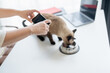 © Charlie's - woman using smartphone to photograph her cat eating food at home creating content for social media in a cozy daily lifestyle moment.