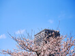 © Gon Hayasaka - 春の青空と桜と高層マンション