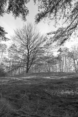  Striking monochrome landscape of a solitary bare tree on a hill in the Kaapse Bossen. This black and white shot captures the raw texture and quiet beauty of the Dutch winter forest.