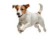 © Francisco - Playful Jack Russell Terrier dog, full body shot of a happy pet jumping mid-air, isolated PNG on transparent background, dynamic animal for design