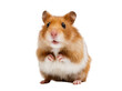 © Francisco - Adorable fluffy golden hamster standing upright, looking curiously at camera, a charming pet rodent isolated on transparent background PNG