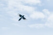 © stgrafix - Magpie flying against blue sky with clouds