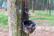 © Fatimatus - Dried rubber latex residue inside collection cup on tree trunk