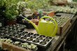 © Владимир Лис - greenhouse with seedlings and green watering can. Growing seedlings and flowers