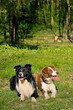 © Edmondo - Border Collie (Canis lupus familiaris)