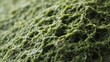 © AMBudnik - macro closeup green porous texture organic surface moss algae sponge pattern nature abstract detail rough structure micro biology environment natural background eco fresh vivid lush uneven cavity hole