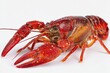 © NatureStocks - A vibrant, photorealistic depiction of a crawfish showcasing intricate details and its striking reddish hue, presented in a clean and appealing aesthetic.