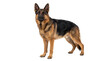 © Ozols - Majestic German Shepherd dog standing alert, isolated on transparent background
