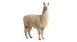© Ozols - Fluffy white llama standing, isolated on transparent background