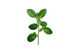 © PNG Kingdom  - Fresh green mint plant branch with vibrant leaves, organic herbal ingredient, natural mentha sprig on transparent background