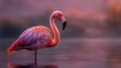 © CHAIYAPHON - A pink flamingo stands gracefully in calm shallow water at sunset with a soft light reflecting on the water surface for a peaceful scene.