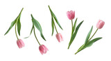 Lovely scattered pink tulip flowers with their vibrant green stems and leaves.