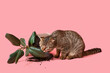 © Pixel-Shot - Cute cat and dropped pot with houseplant on pink background