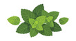 © alfian - A fresh vibrant green mint leaf cluster showcasing natural beauty and aromatic properties essential for culinary creations and refreshing infusions