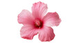© Pablo - Vibrant pink hibiscus flower with ruffled petals and prominent yellow stamen, isolated on transparent background for floral design elements