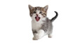 © Joao - Playful tabby kitten with wide open mouth emitting a joyful meow, isolated on transparent background for playful animal concepts