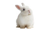 © Fernando - Fluffy baby rabbit with soft white fur and pink nose, attentively gazing upwards isolated on transparent background for cute animal designs