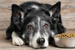 © whitestorm - Close-up portrait of a senior Border Collie dog lying down next to a bowl of dry dog food on a wooden surface.