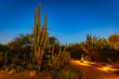 © PhotoSpirit - Saguaro Cactus Illuminated at Night at Desert Botanical Garden Arizona