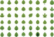© Vixelory - Collection of stylized green leaf illustrations showcasing diverse foliage shapes, vein patterns, botanical diversity, eco nature design elements for backgrounds
