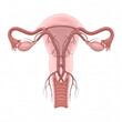 © Morium - female reproductive system, detailed anatomy of uterus and ovaries isolated on transparent background