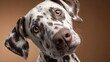 © Smart Future - Ultra-realistic photo of a funny white and brown spotted Dalmatian dog