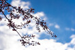 © Tina Rabus - Zarte Blütenzweige der Blutpflaume vor Himmel mit weißen Wolken und natürlicher Atmosphäre