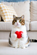 © mur - ハートのオブジェを手に持つ猫 | A cat holding a heart-shaped object Generative AI