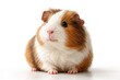 © AkuAku - Happy guinea pig sitting and gazing rightward on a clean white backdrop