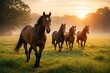 © AkuAku - Joyful thoroughbred horses walking on green grass field at sunrise