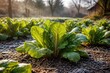© NeuralNiche - Chicory plants flourishing in a chilly rural garden with vivid leaves under bright sunlight