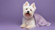 © ArtificialHorizons - Happy West Highland White Terrier pet wrapped in towel on purple background after bath