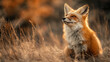 © fruits - A red fox sitting in a field of dry grass looking to the left with a blurred background and warm lighting on its fur