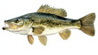 © Юрій Онуфрійчук - Do you have a favorite fishing technique for catching bass? What bait do you use and when is the best time to fish for them?