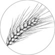 © Fali - Detailed black and white illustration of a wheat sprig, enclosed within a circular frame