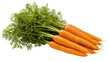 © Radovan - Fresh orange carrots with vibrant green fronds, arranged in a rustic pile