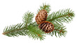 © Radovan - Evergreen branch displaying vibrant green needles, adorned with three brown pine cones