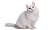 © Rowan - Fluffy longhaired white cat sitting, gazing intently with amber eyes