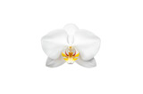 White phalaenopsis orchid flower head on transparent background