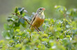 © VOLODYMYR KUCHERENKO - Adult male Ortolan Bunting (Emberiza hortulana) in vibrant breeding plumage perched against a beautifully blurred background.
