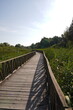 © Ramona - Curved wooden boardwalk leading through lush wetlands in Kopački Rit Nature Park, offering a scenic path through one of Europe’s most important natural floodplains.
