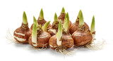 Individual tulip or gladiolus bulbs with green shoots and roots. Spring gardening, planting season, and growth patterns.  AI generated.