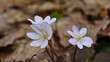 © Мария Мария - Anemone hepatica ( Hepatica nobilis ) in the forestBlooming noble liverworts (Hepatica nobilis) in the forest in early spring.