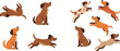 © MdNazmul - Cute dog cartoon characters vector set with different poses running jumping and sitting playful pet collection for animal design and kids illustrations