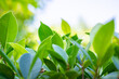 © Kwangmoozaa - fresh green leaves with beautiful natural sun light and bokeh background nature and wellness concept