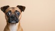 © Iaroslav - Wide eyed dog expressing surprise and curiosity, looking startled with a humorous gaze and copy space