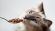 © Nataliia_Trushchenko - Domestic cat with blue eyes curiously gazes at a spoonful of dry cat food, showcasing its fluffy fur and attentive expression against a light background