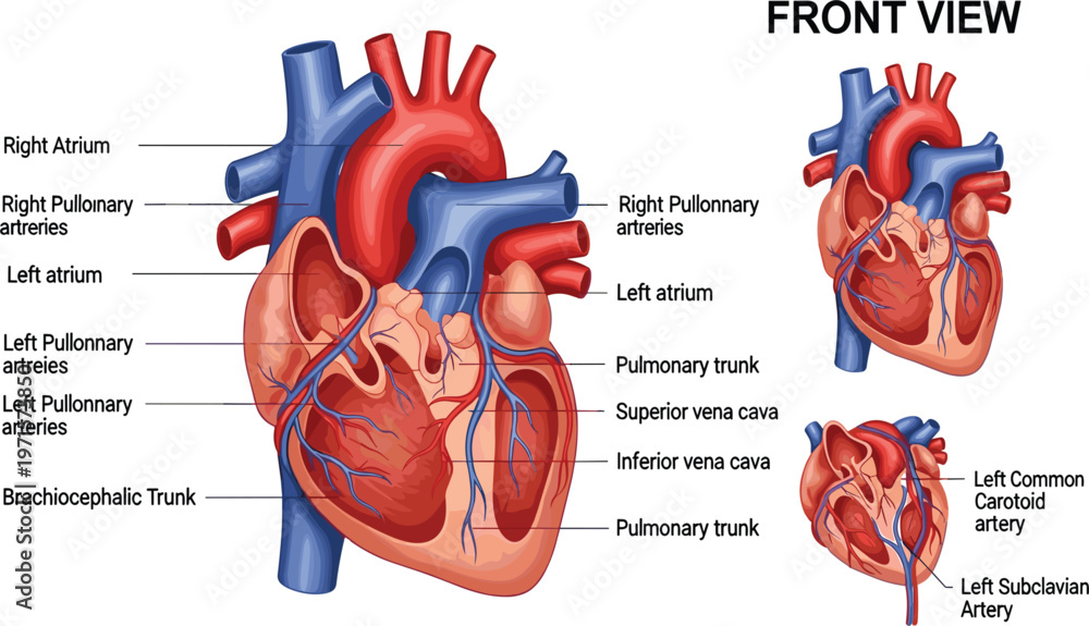 Human Heart Anatomy Front View Diagram with Labeled Atrium, Pulmonary ...